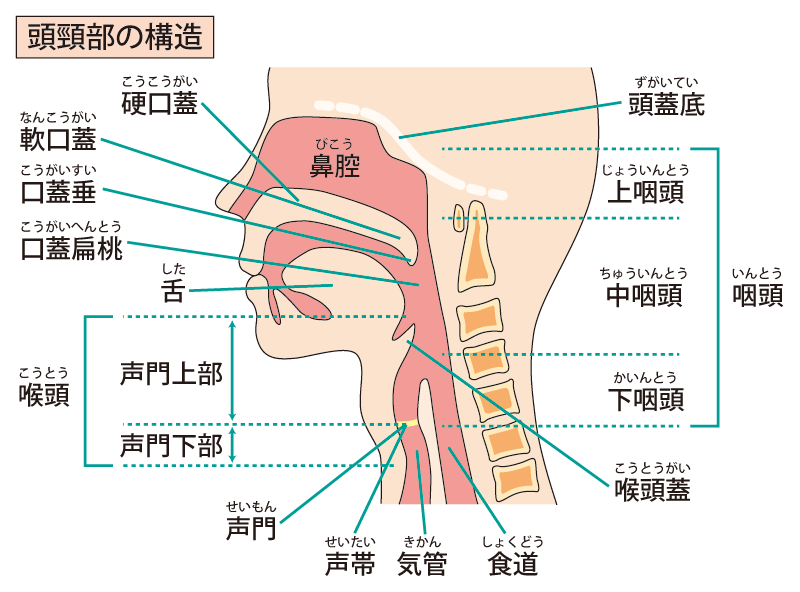 病気の説明 | 診療案内 | 末広耳鼻咽喉科医院 岡山市